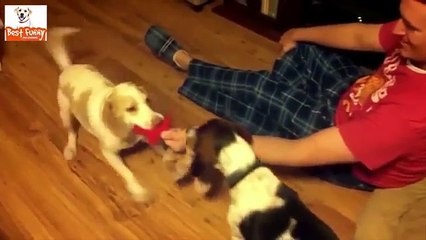 Funny DOG videos Wooden Floors 2016 #P4 (FULL HD)