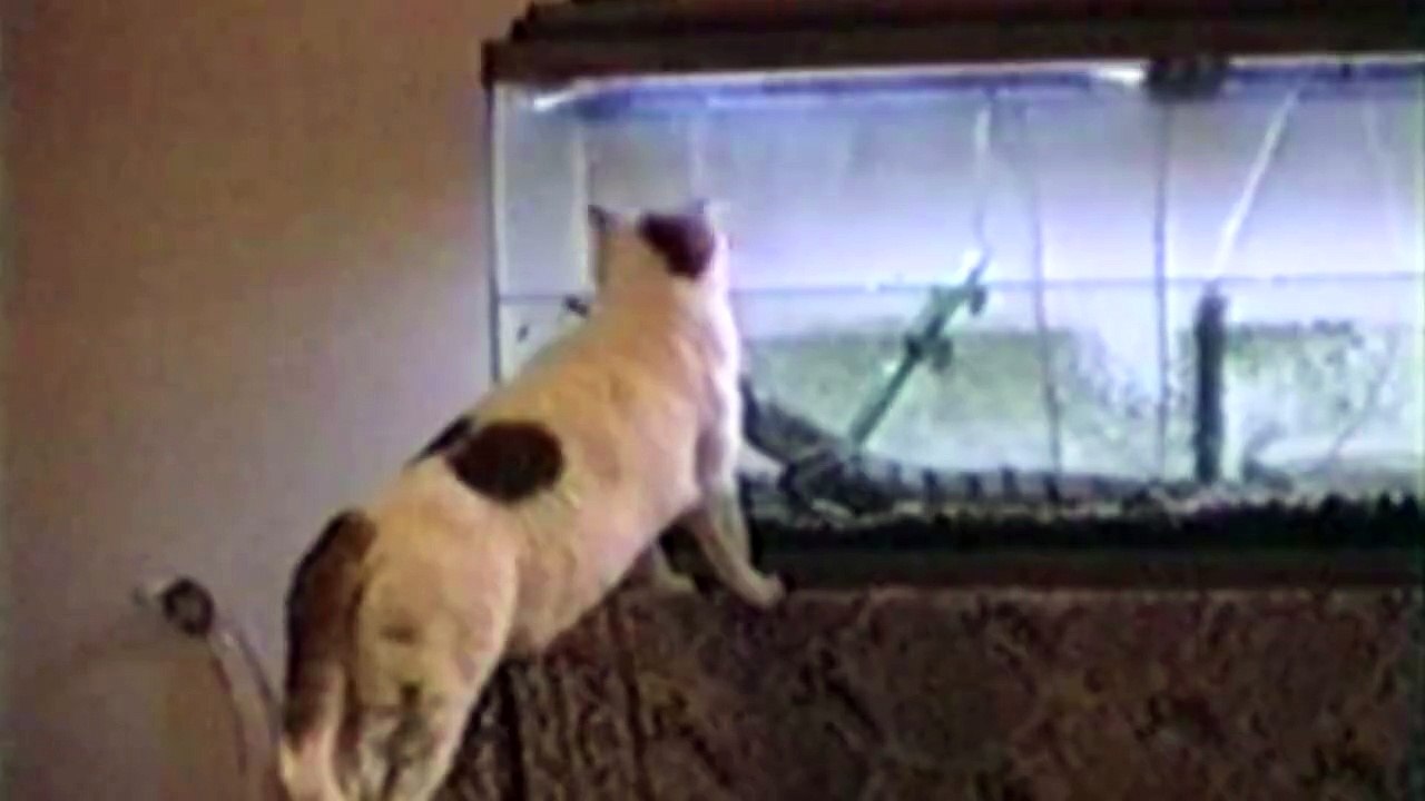 FUNNY CAT SCARED COMPILATIONS(VERY FUNNY)!!
