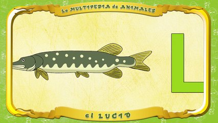 la Multipedia de animales. Letra L el Lucio