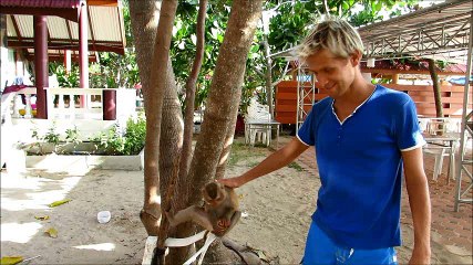 Monkey eating mandarins and drinking apple juice