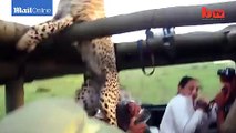 Un Touriste face à un guépard qui va grimper dans sa jeep... Flippant