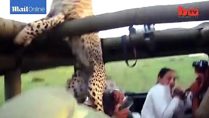 Un Touriste face à un guépard qui va grimper dans sa jeep... Flippant