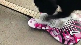 Gitar Çalan Köpek