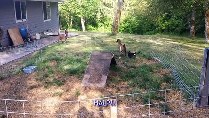 Funny Animal [Noises - How to Speak Animal] #2