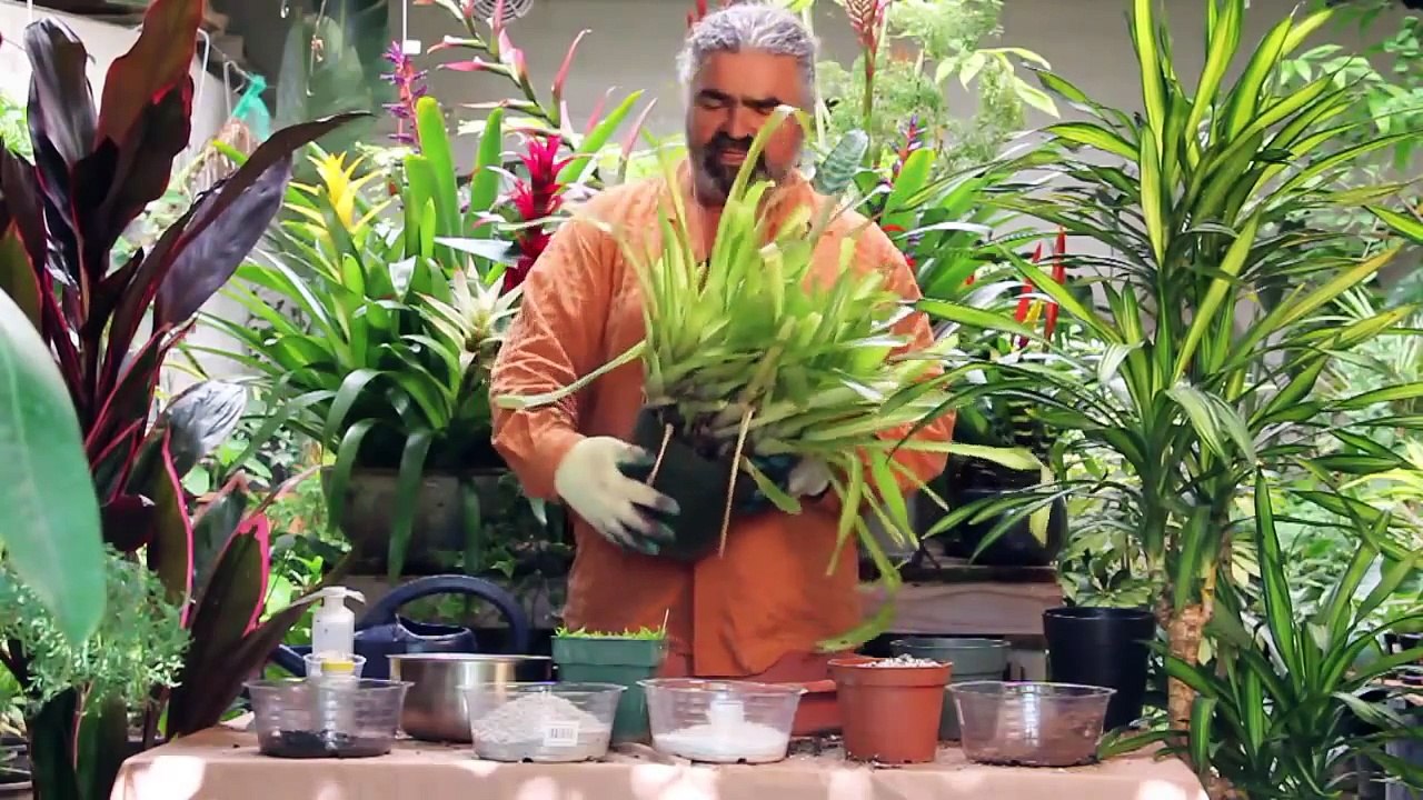 Gardening Help - How to Propagate Bromeliads