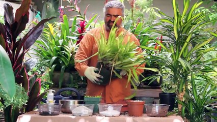 Gardening Help - How to Propagate Bromeliads