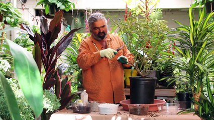 Gardening Help - How to Prune a Rose Bush