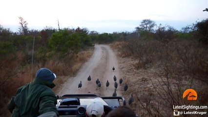 Surprise Leopard Hunt in Front of Safari Vehicle Caught on Camera