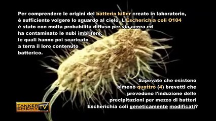 Escherichia Coli, il batterio killer che arriva con la pioggia