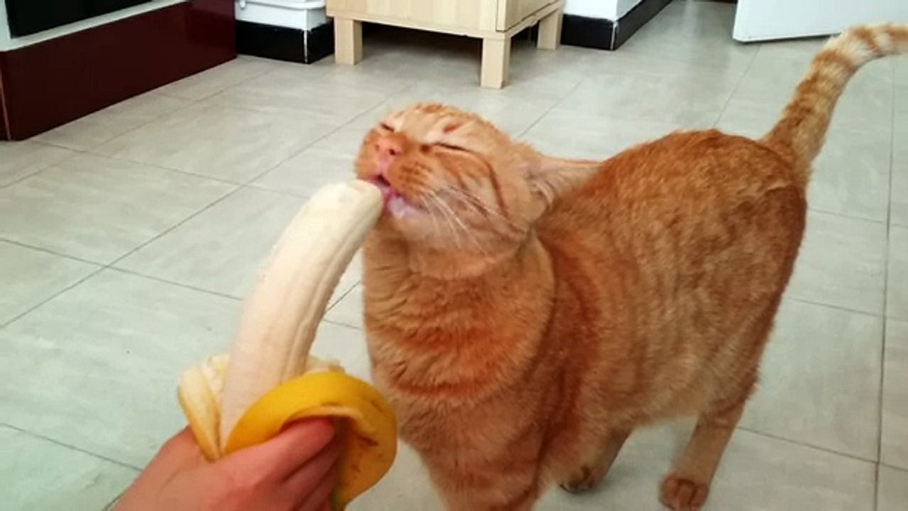 Mao the Cat eating a banana - video Dailymotion