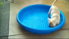 Victor Madera los mejores videos de animales 2