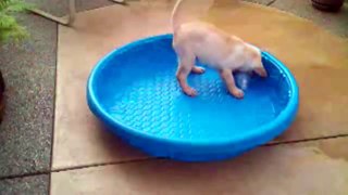 Dogs Are Awesome Compilation