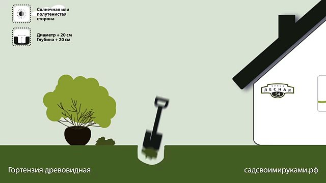 Гортензия древовидная. Инструкция по посадке. СадСвоимиРуками