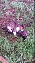 Cat sitting on a dead cat 2