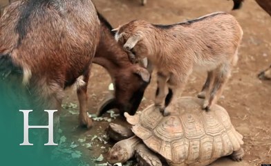 Cabras sobre toboganes, caballos, tablas de surf...