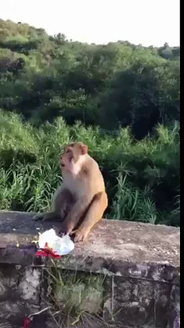 Bndr Xxx - pregnant monkey sex with his wife xxx - video dailymotion