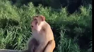 pregnant monkey  sex with his wife xxx