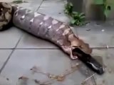 OMG ! Dangerous Anaconda ate Something Alive-Must Watch