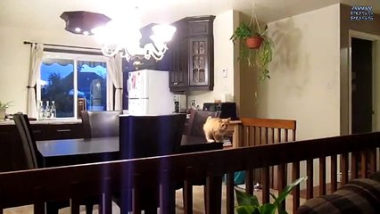 Funny Cat Jump Fails - Funny Cat Video Compilation 2016