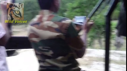 Tiger vs Buffaloes -  Does Buffalo kill the king of jungle-