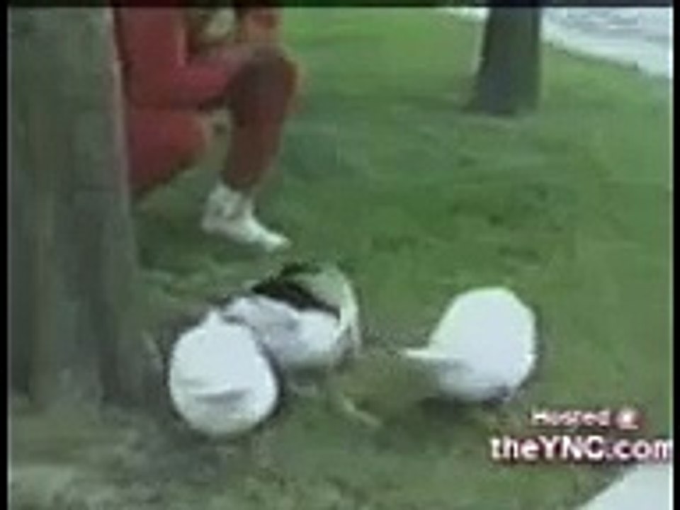 Animals Funny Attacks All in one