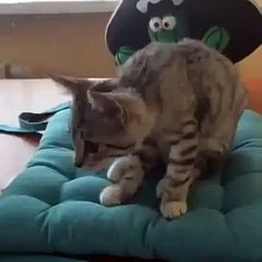 Cute Cat shows off Yoga pose funny