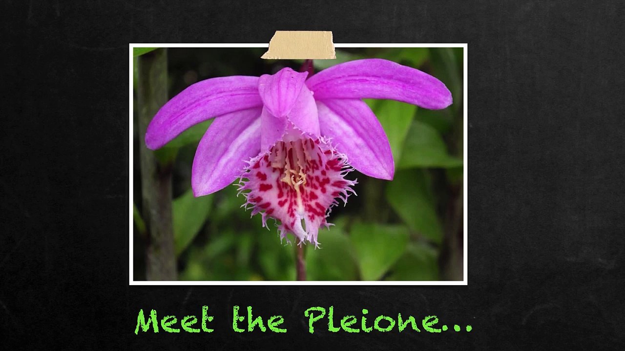 Introduction to Pleione Orchids