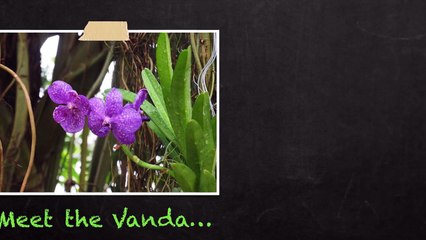 Introduction to Vanda Orchids