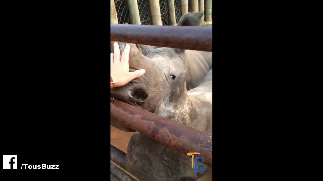 Vous n'avez probablement jamais entendu les cris étranges de bébés rhinocéros