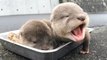 Otter - A Cute Otters And Funny Otters Videos Compilation __ NEW HD