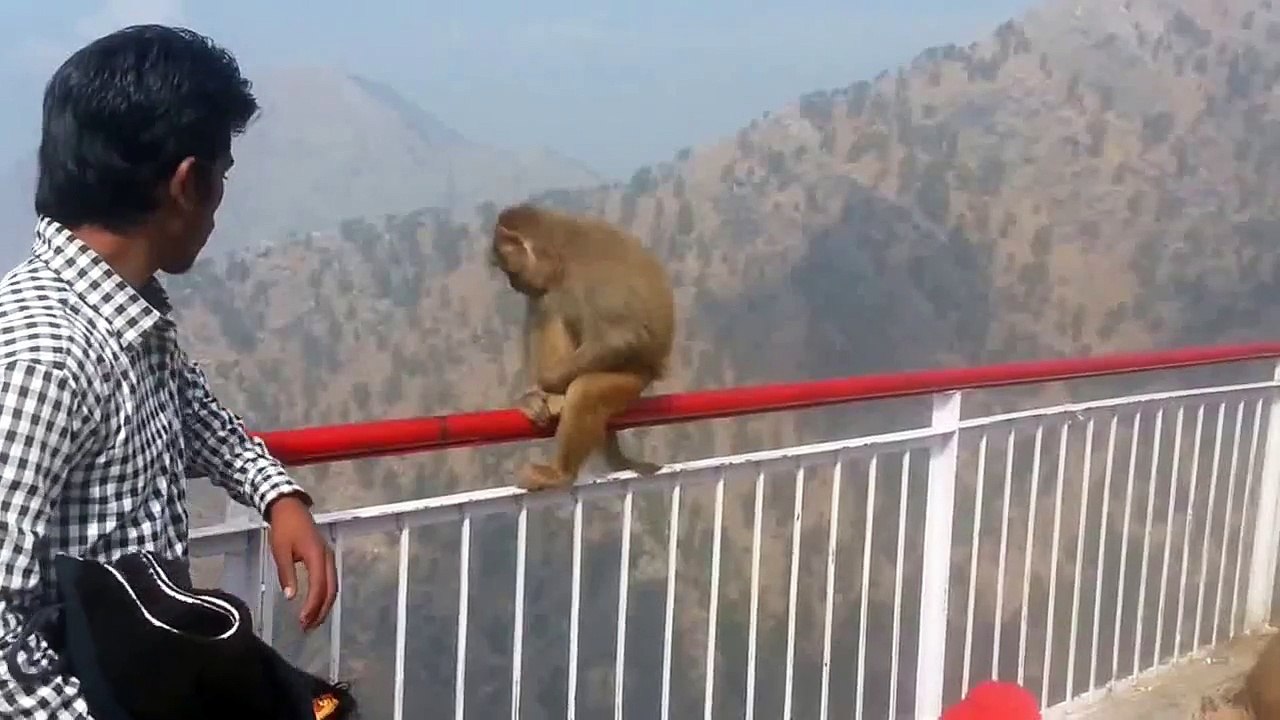 Hungry Monkey Attack