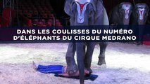 Dans les coulisses du numéro d'éléphants du cirque Medrano