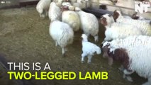 The Happiest Two-Legged Lamb You'll Ever Meet