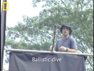 اڑنے والا سانپ  - Incredible Flying Snake