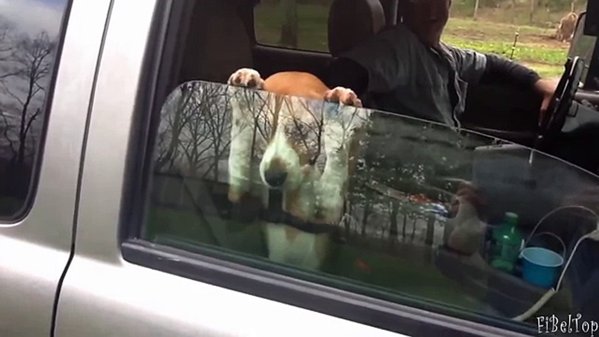 ⁣Животные. Машины. Путешествия