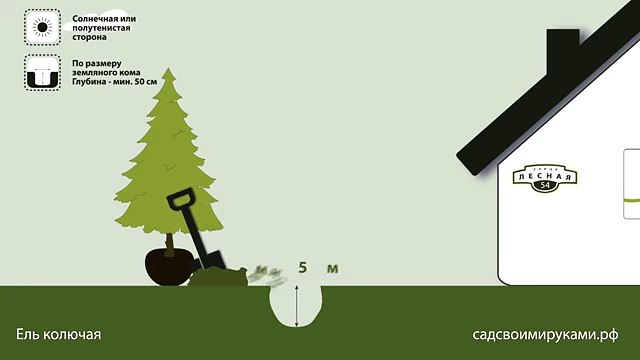 Ель колючая. Инструкция по посадке. СадСвоимиРуками