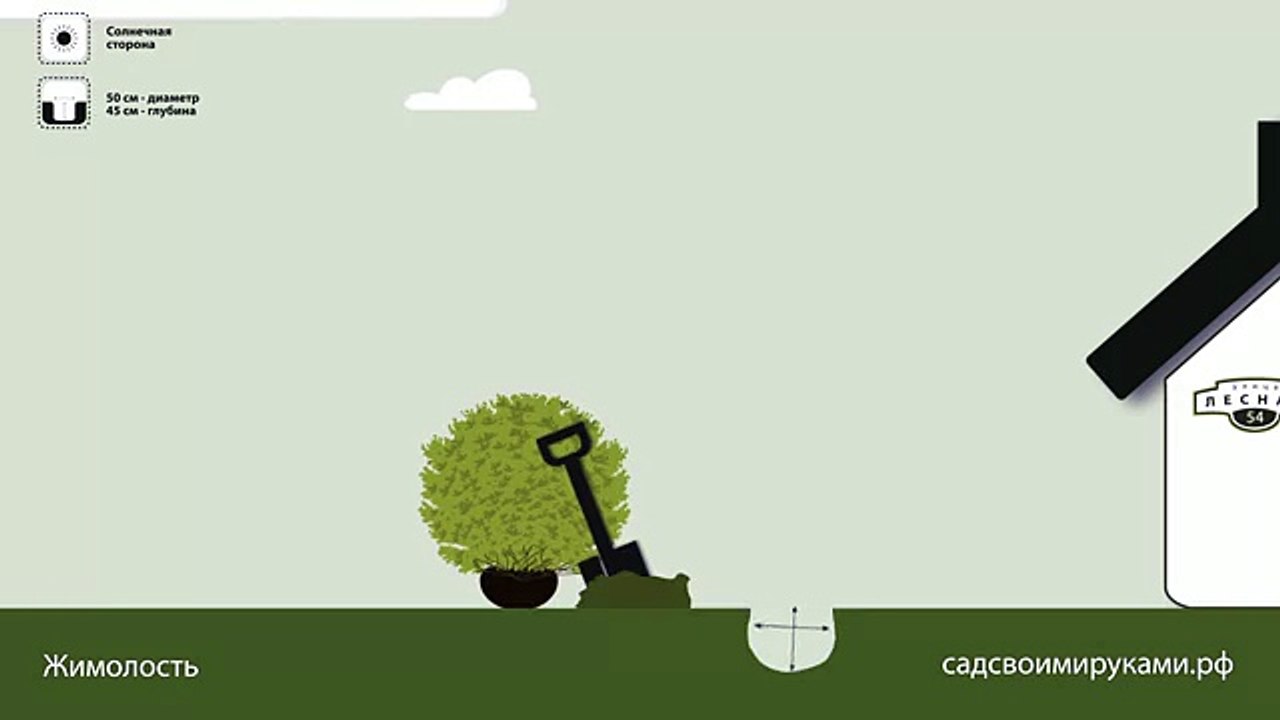 Жимолость. Инструкция по посадке. СадСвоимиРуками