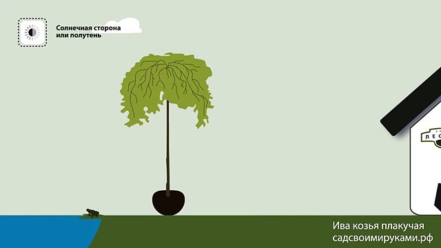 Ива козья плакучая. Инструкция по посадке. СадСвоимиРуками