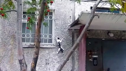 Коты скалолазы. Подборка