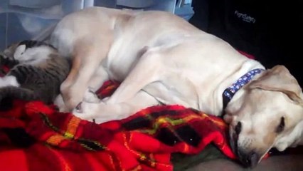 Кошки и собаки лучшие друзья. Подборка Топ 7