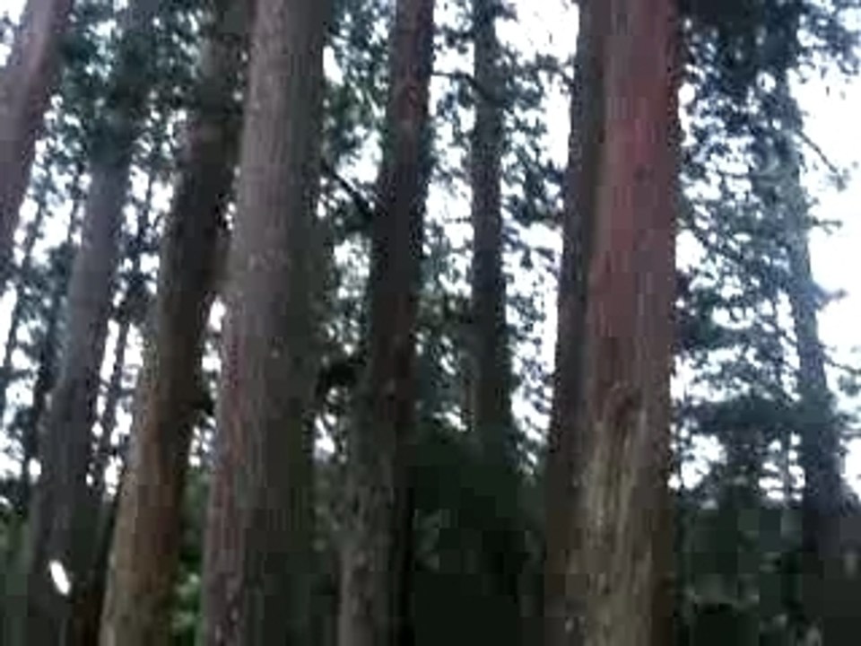 Sanctuaire de Koya san Japon