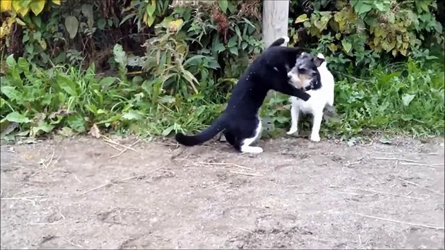 Кошки против собак. Подборка Топ 7