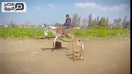 هههههههههههه أقنع الحمار أنه بطل
