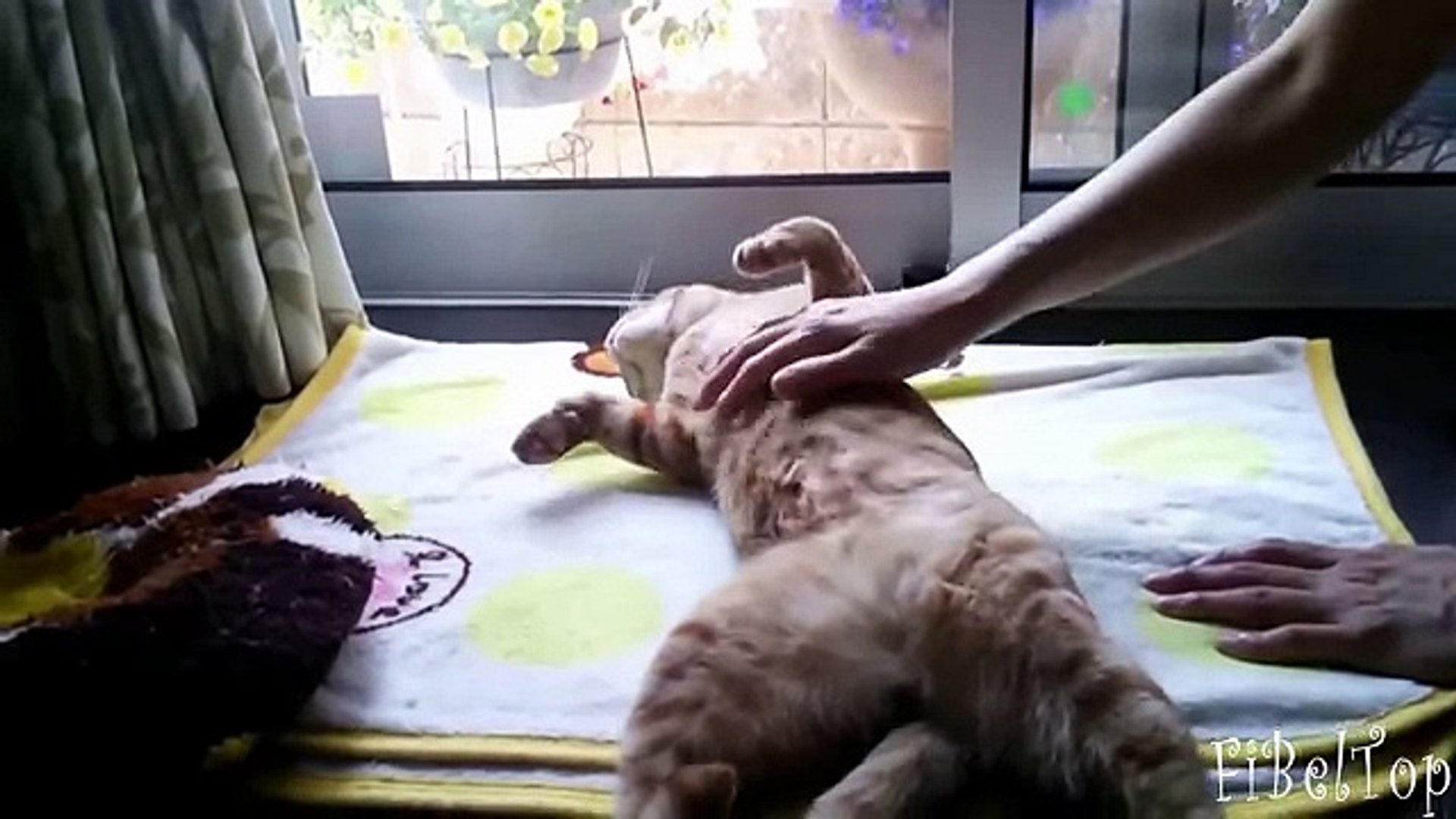⁣Самые ленивые животные