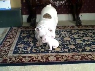 Mama gives her baby a pat on the head. How the little pup responds What a tantrum