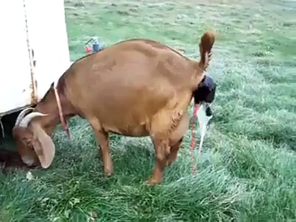 Goat Delever a baby hahahaa very Interesting