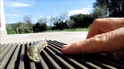 Strange creature - alien