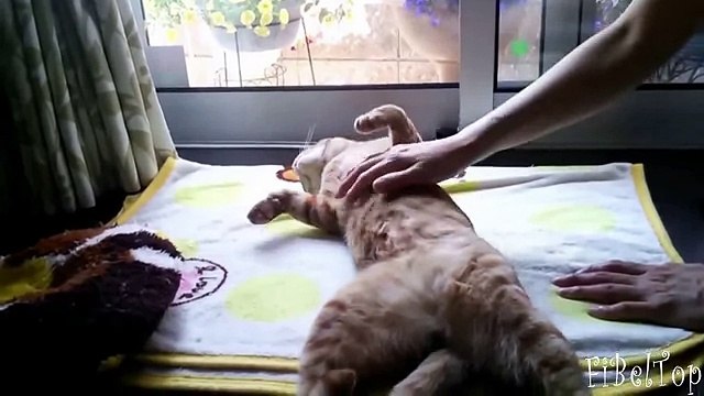 Самые ленивые животные