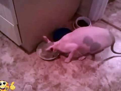 Самое смешное видео про кошек, говорящих во время еды