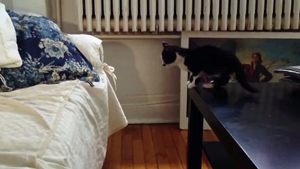 Ржачные кошки. Подборка 2014